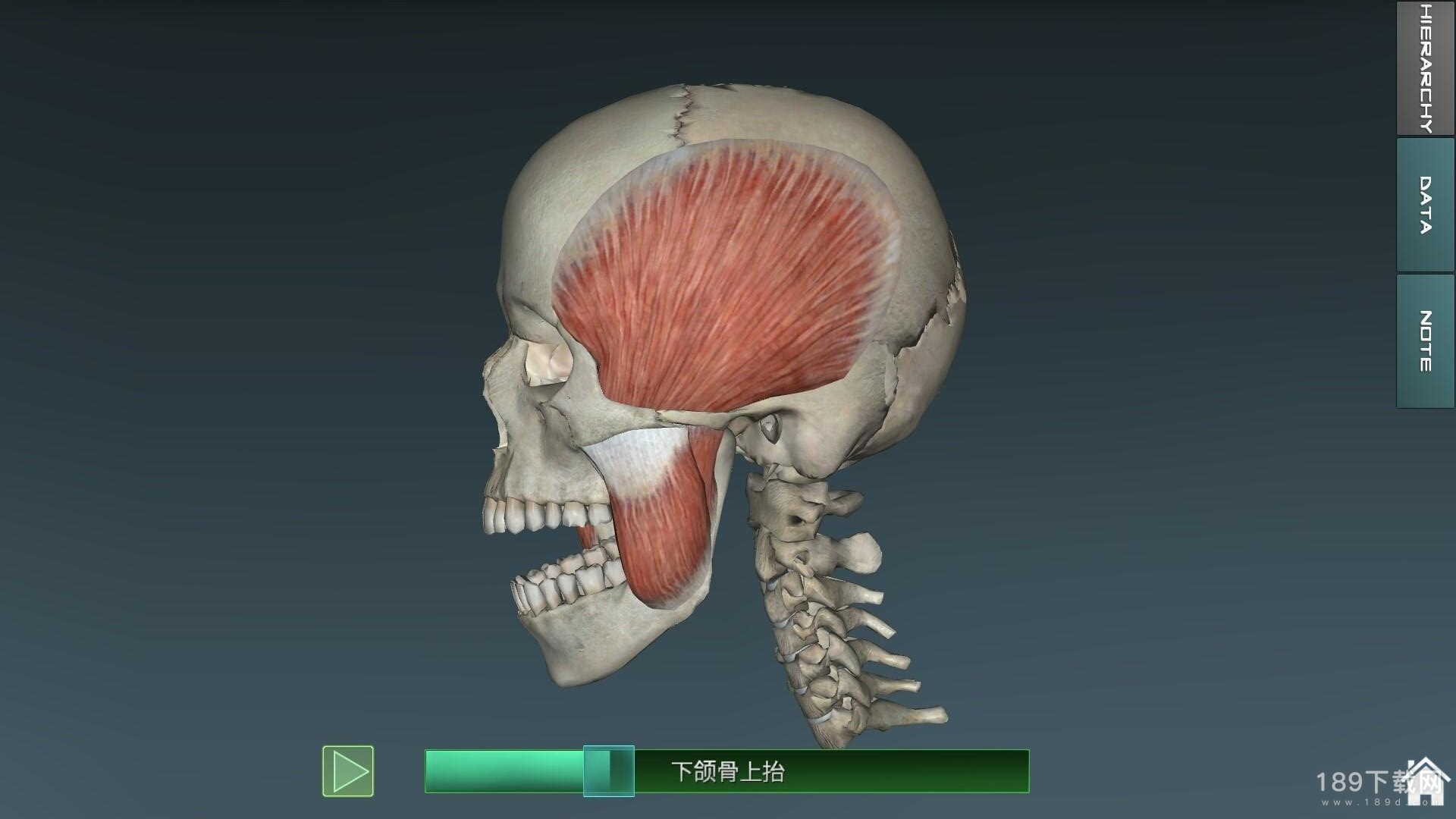 人体解剖学图集最新版